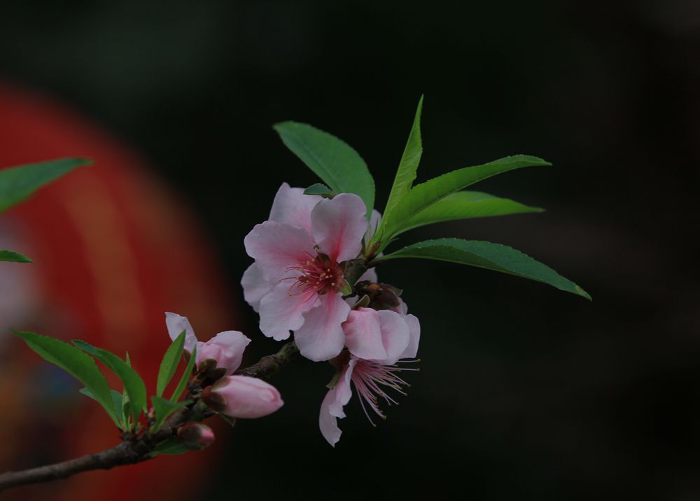 IMG_8116__.jpg