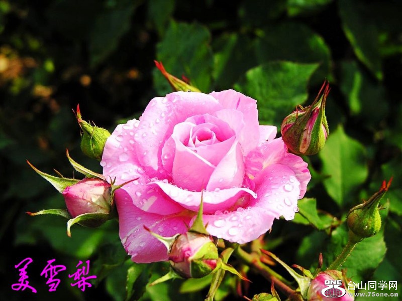 DSC_6712_conew1.jpg
