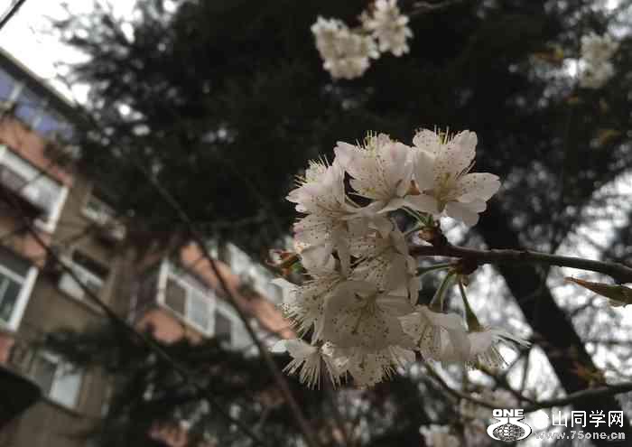c919e30d0a074446bcad13afa93b573c_700_0_max_jpeg_30.jpg