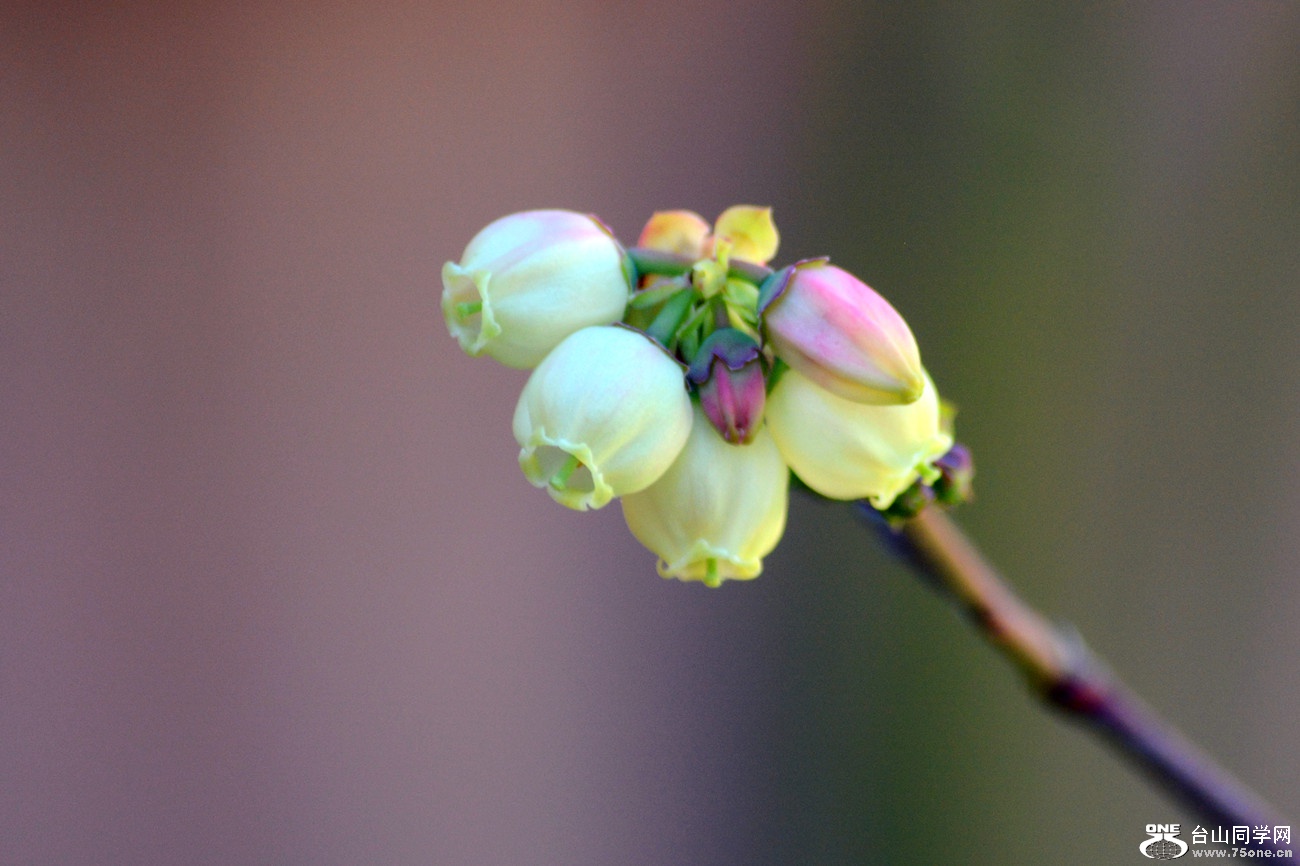 DSC_4737_38.jpg