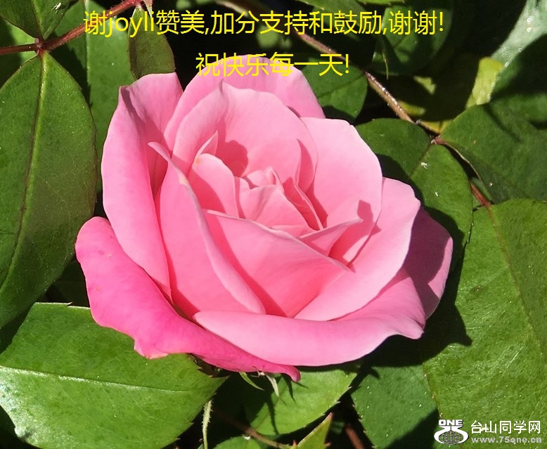 лjoyli,ӷֺ֧͹,лл!ףÿһ!.jpg