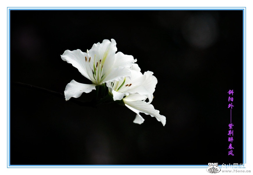 DPP_201.3.8-120120_.jpg