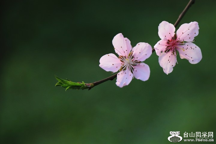 b2f4925c4ea14f04af9ba76570573f7f_720_0_max_JPG.jpg