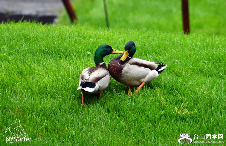 DSC_61818.jpg