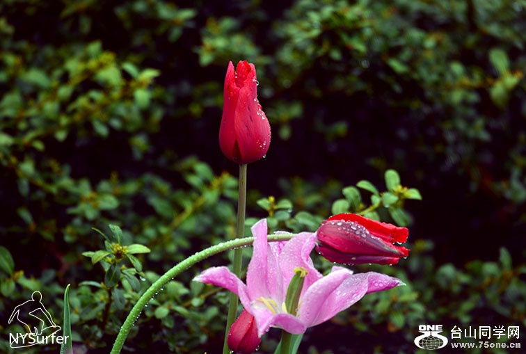 DSC_71082.jpg