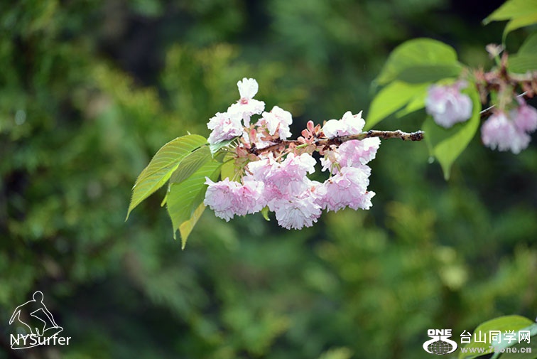 DSC_61546.jpg