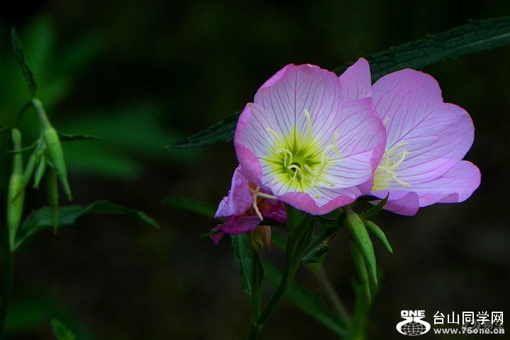 8d981c7d5dfc4ab0980ff1c264f34705_720_0_max_JPG.jpg