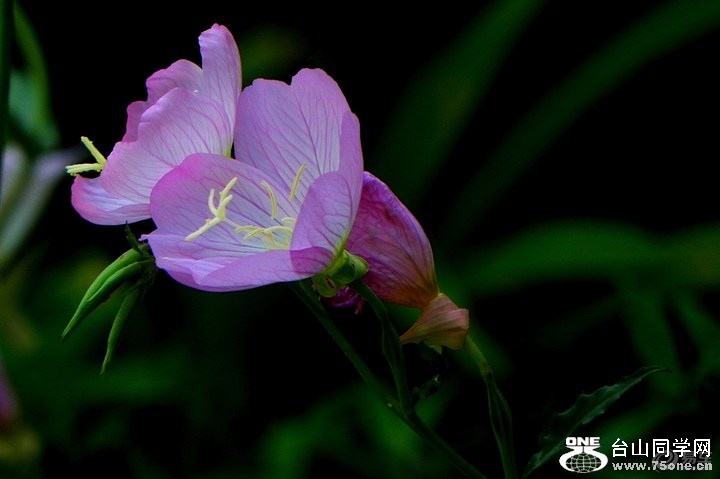 63dde0013d5749d588696dd0a927e72b_720_0_max_JPG.jpg