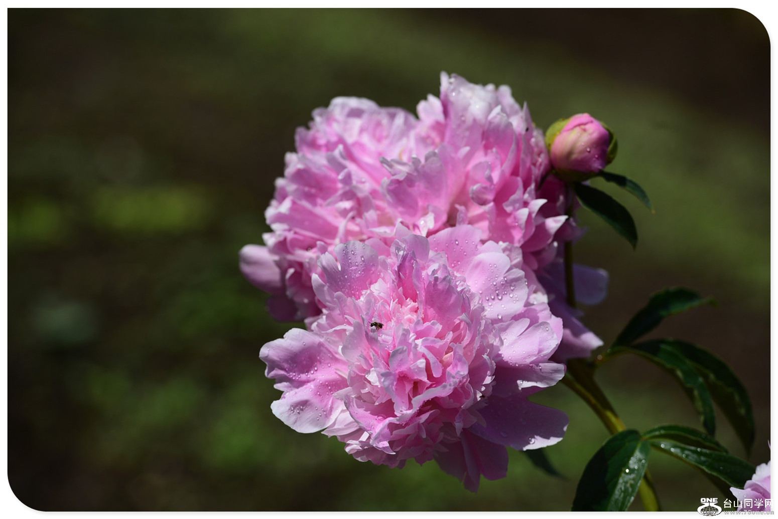 DSC_5605.jpg