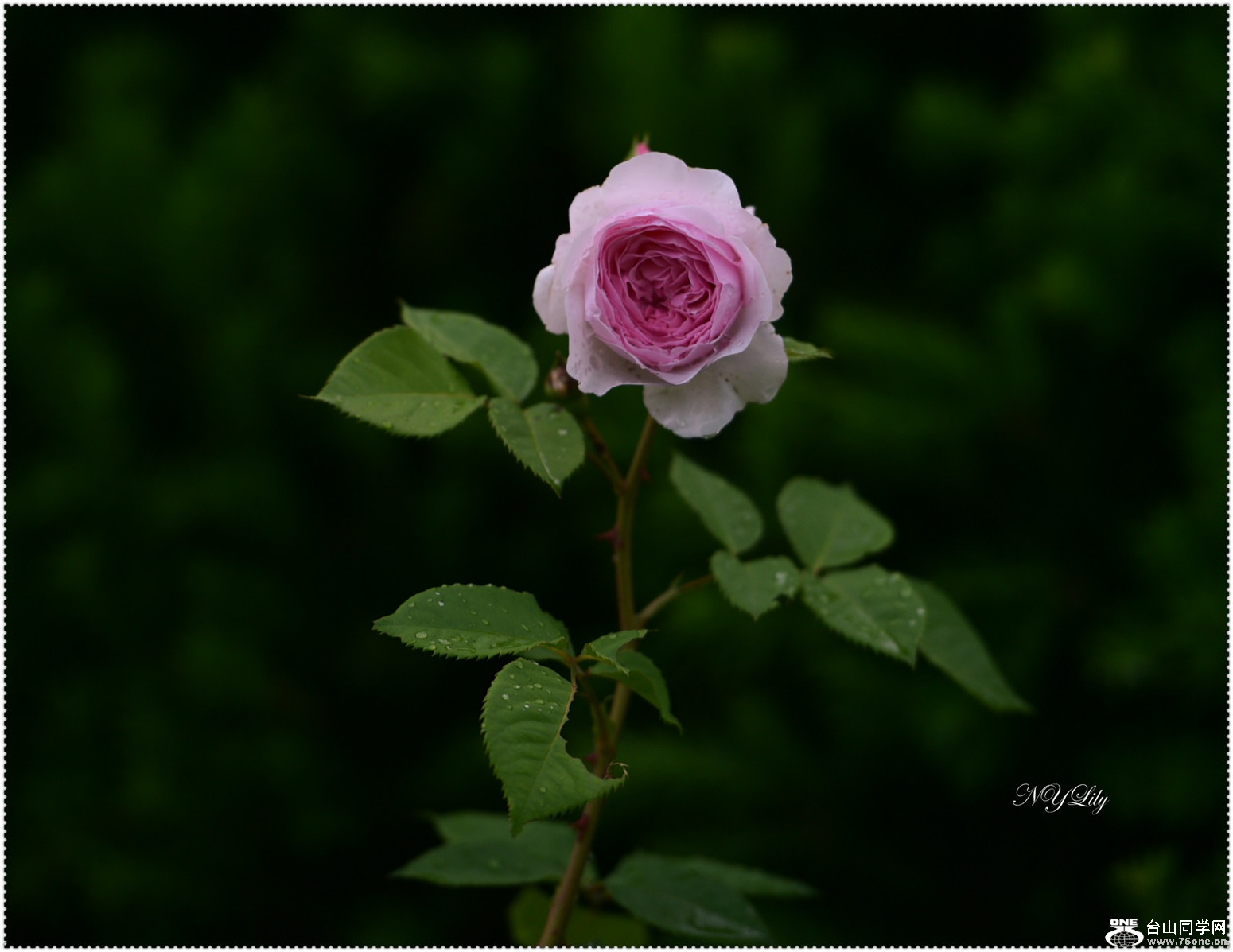 DSC_0051.jpg