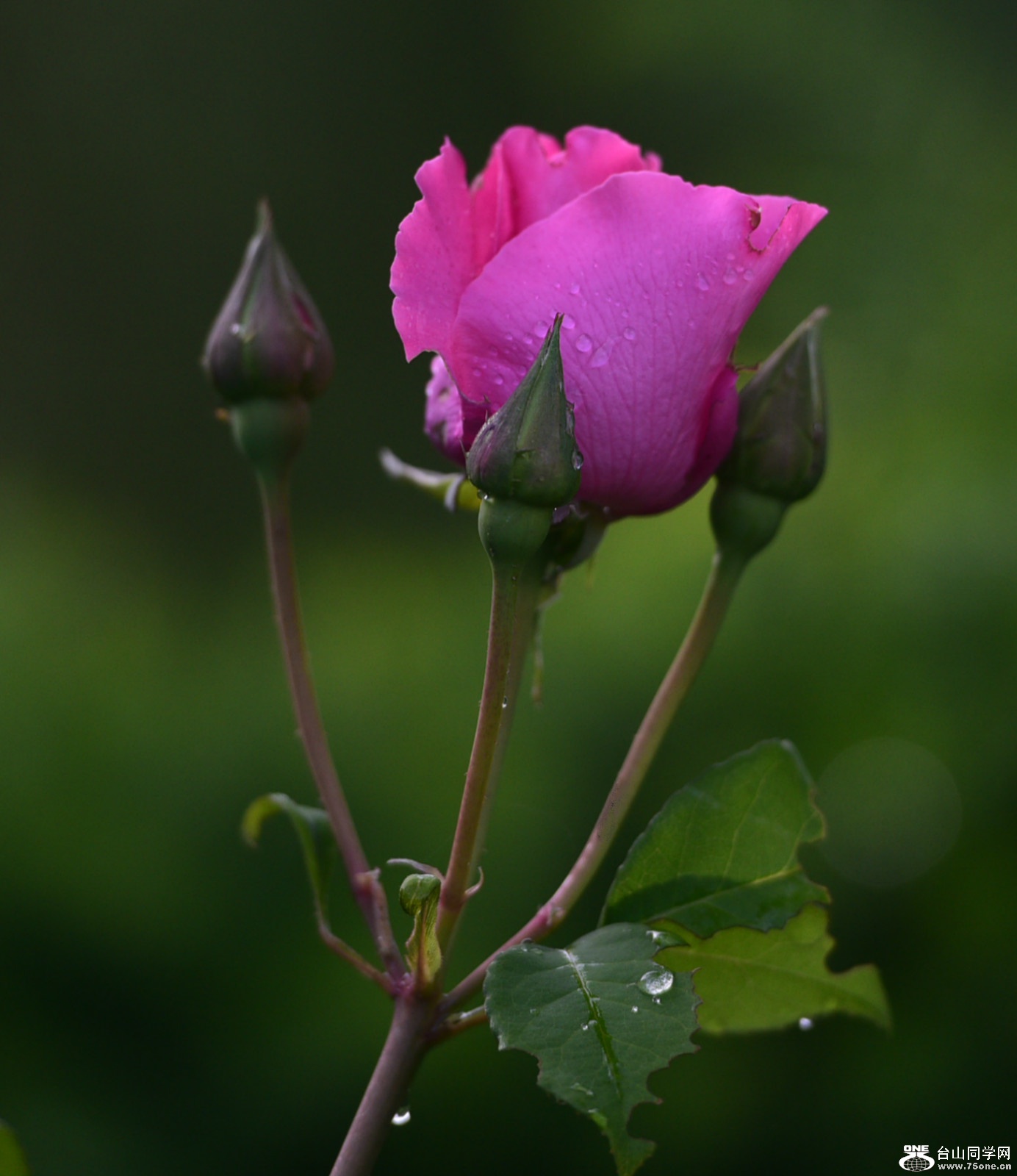 DSC_6013.JPG