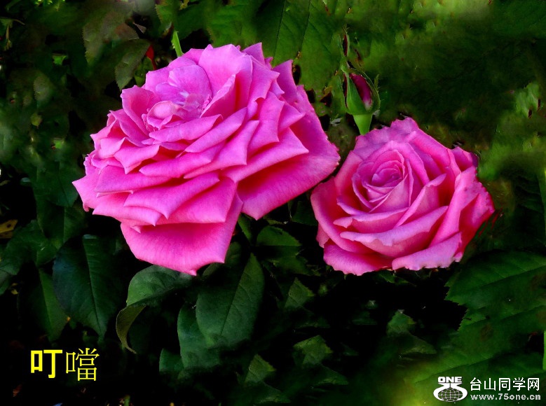 DSC05417a_1.jpg