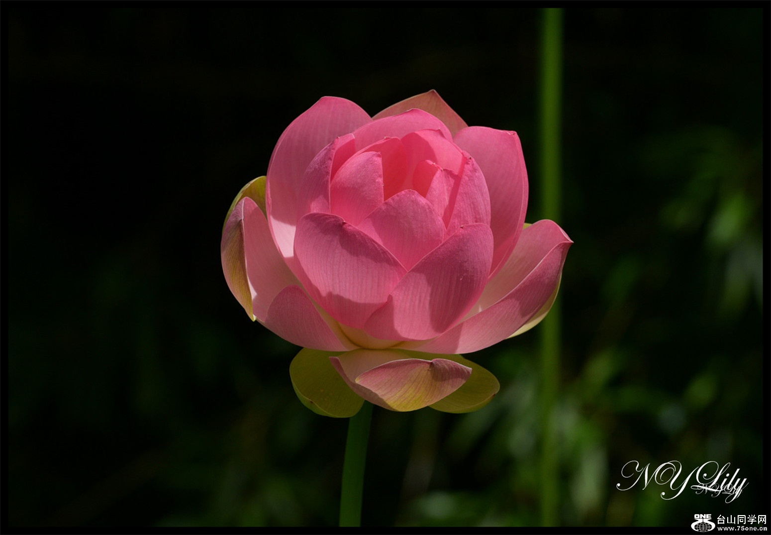DSC_8990.JPG