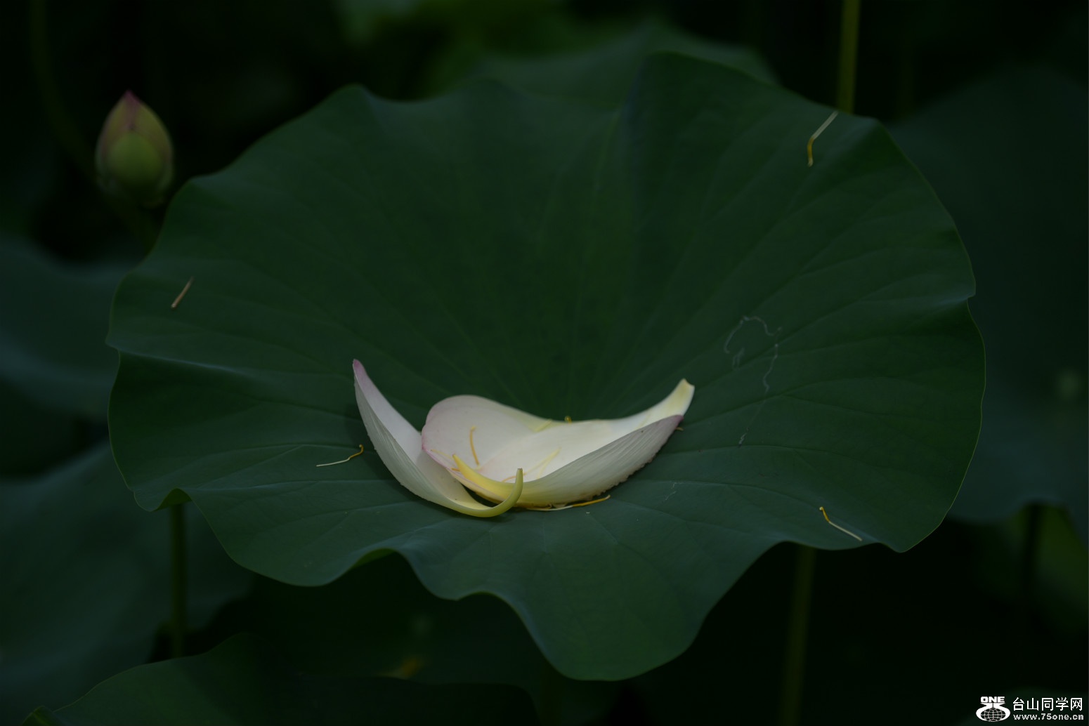 DSC_8976_meitu_1.jpg