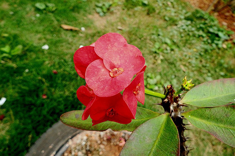 DSCF4030.JPG