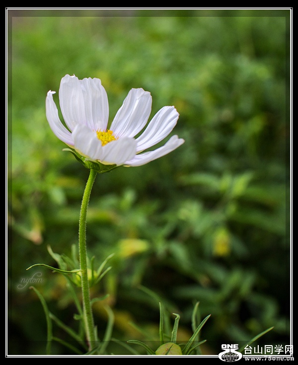 IMG_3075_..jpg