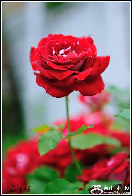 DSC_2555.jpg