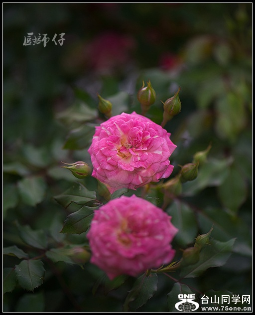 DSC_3336.jpg