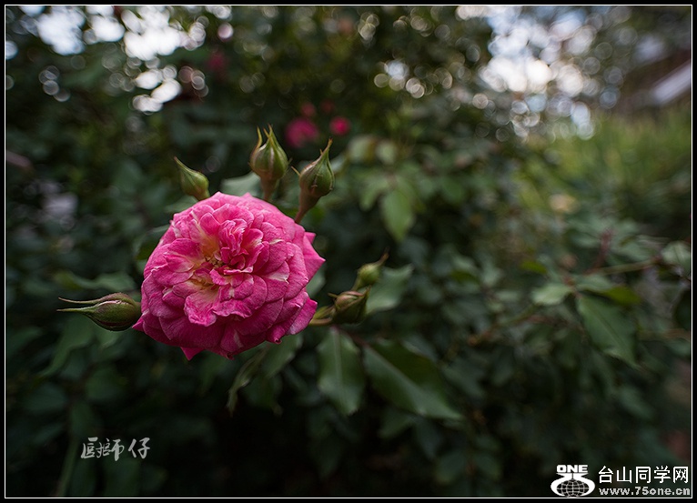DSC_3340.jpg