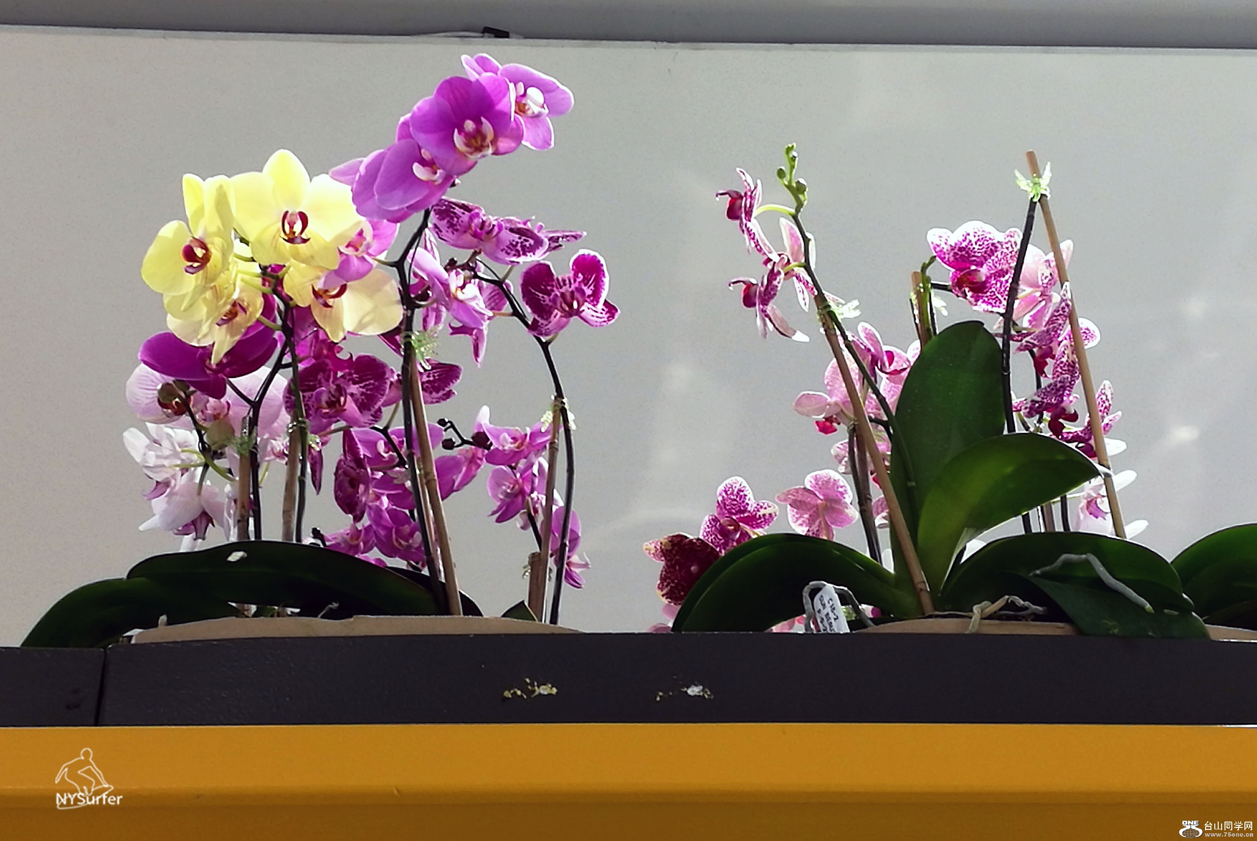 IMG_20170323_144828 copy.jpg