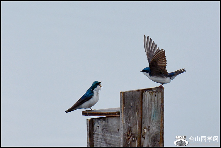 DSC_3299.JPG