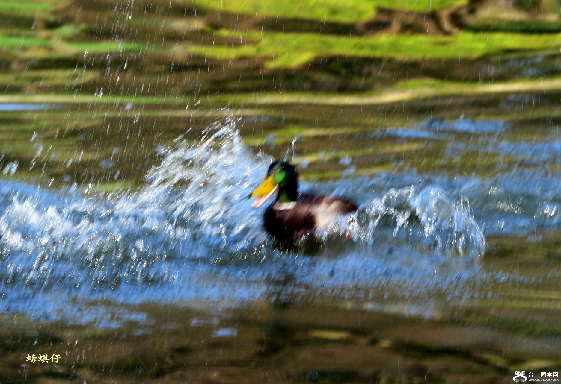 DSC_00123706.jpg