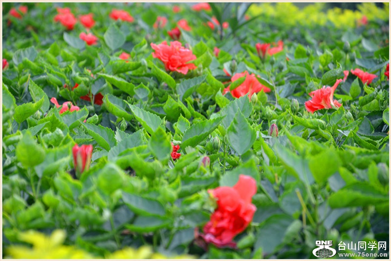 68DSC_1157.jpg