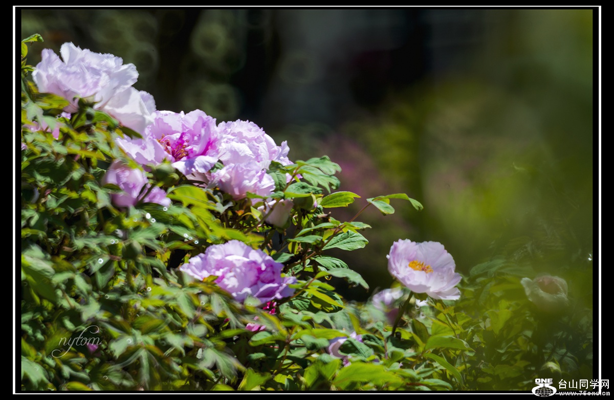 DSC_8273_.jpg