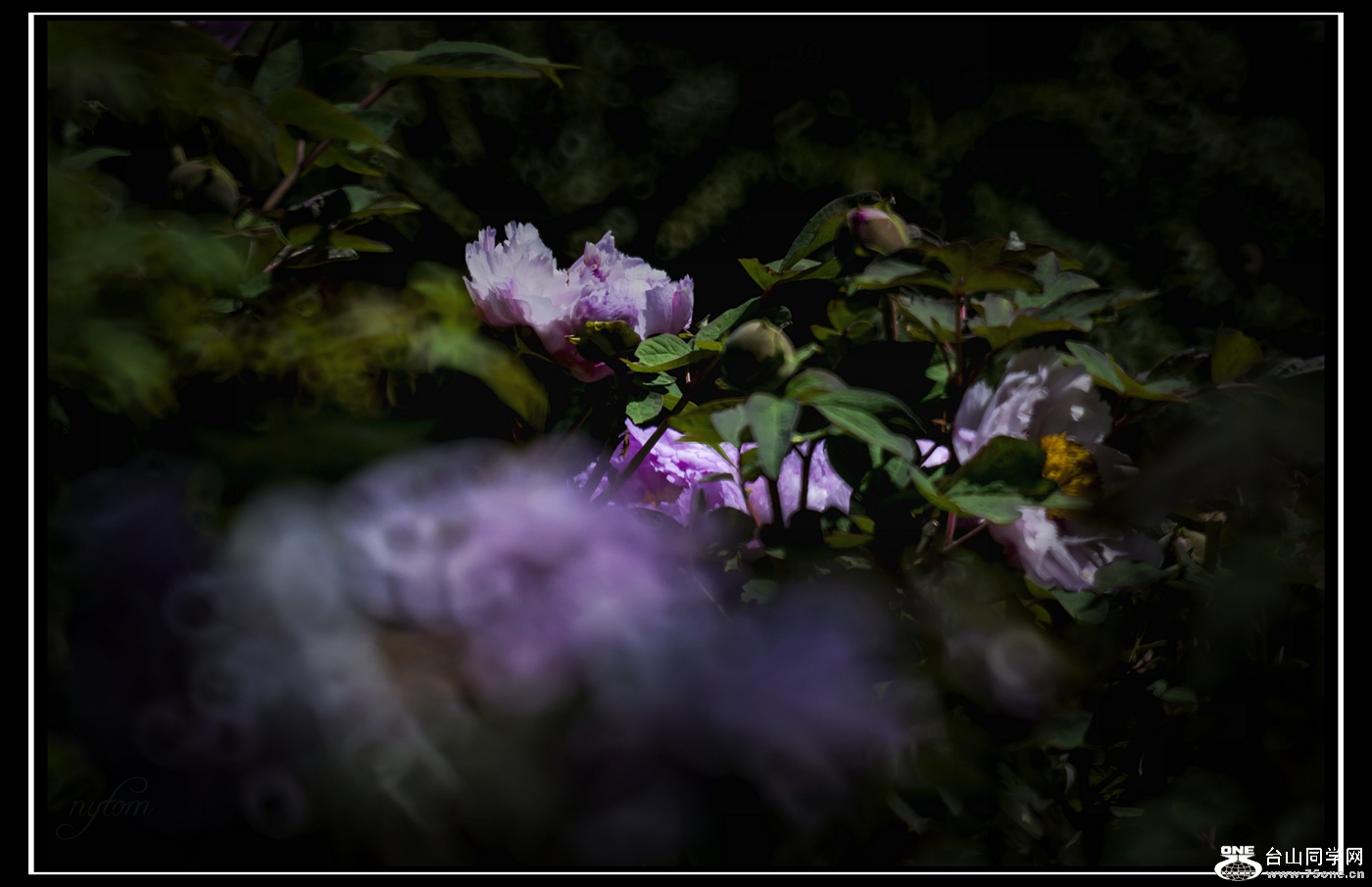 DSC_8381_.jpg
