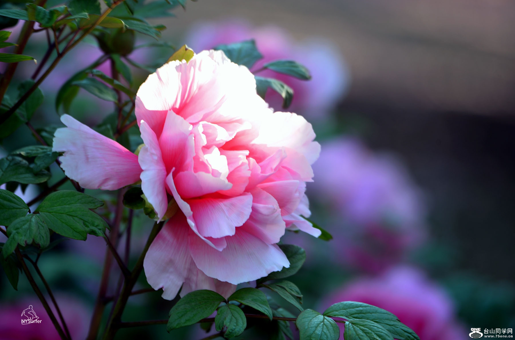 DSC_81232.jpg