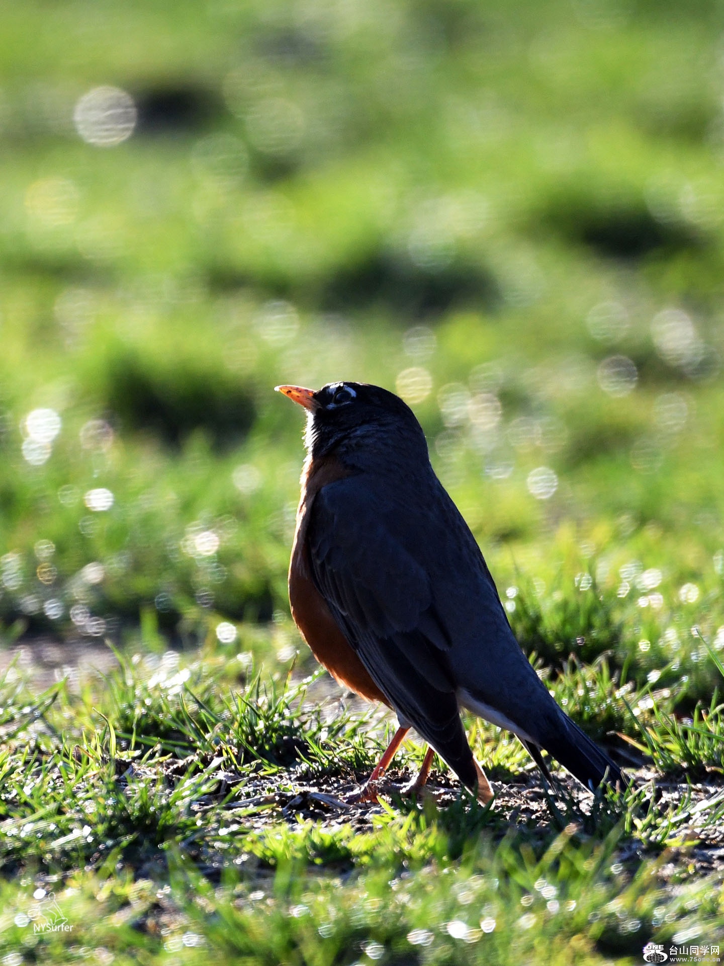 DSC_11164.jpg