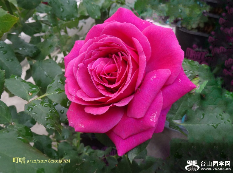 DSC01662b_1.jpg