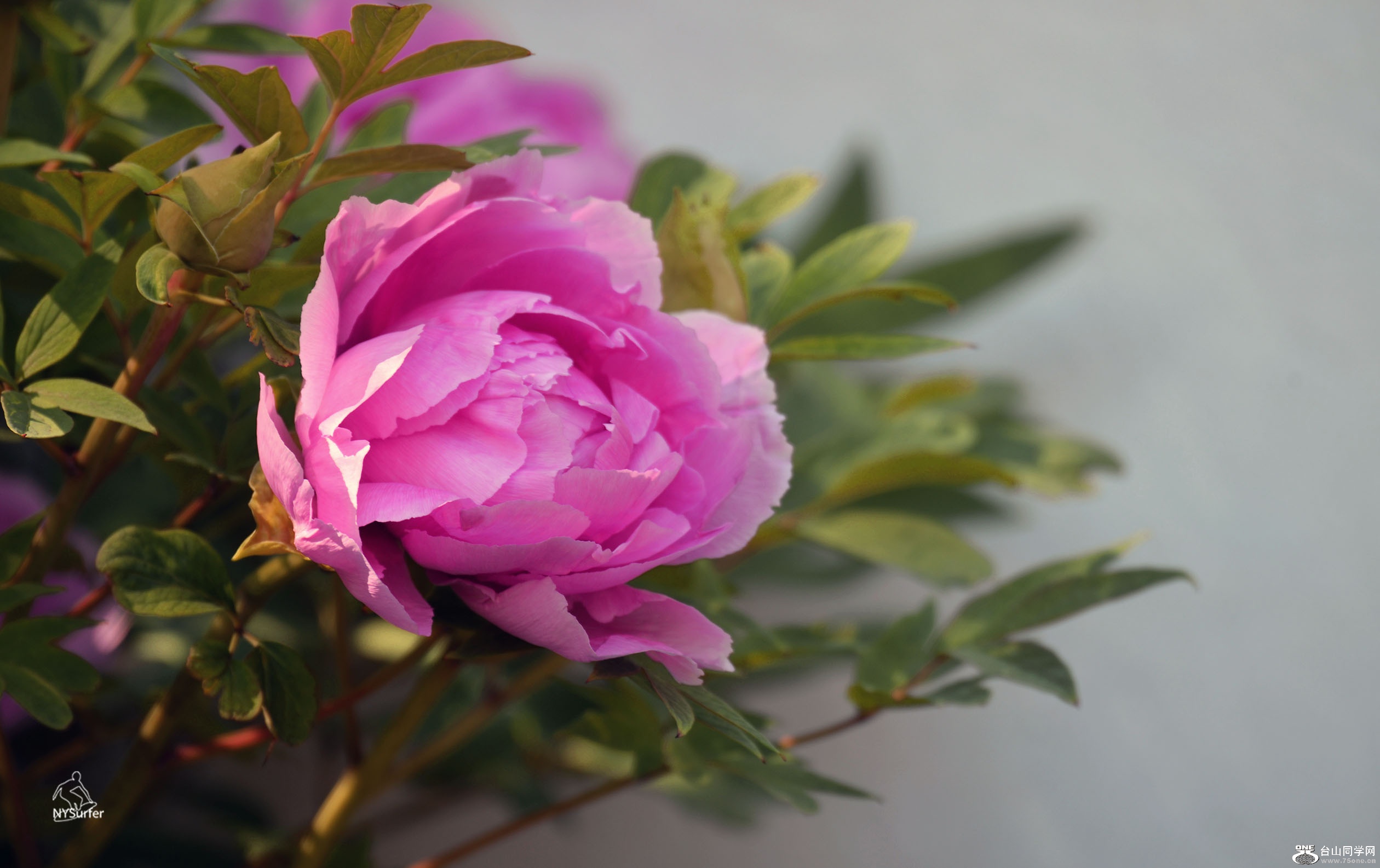 DSC_81291.jpg