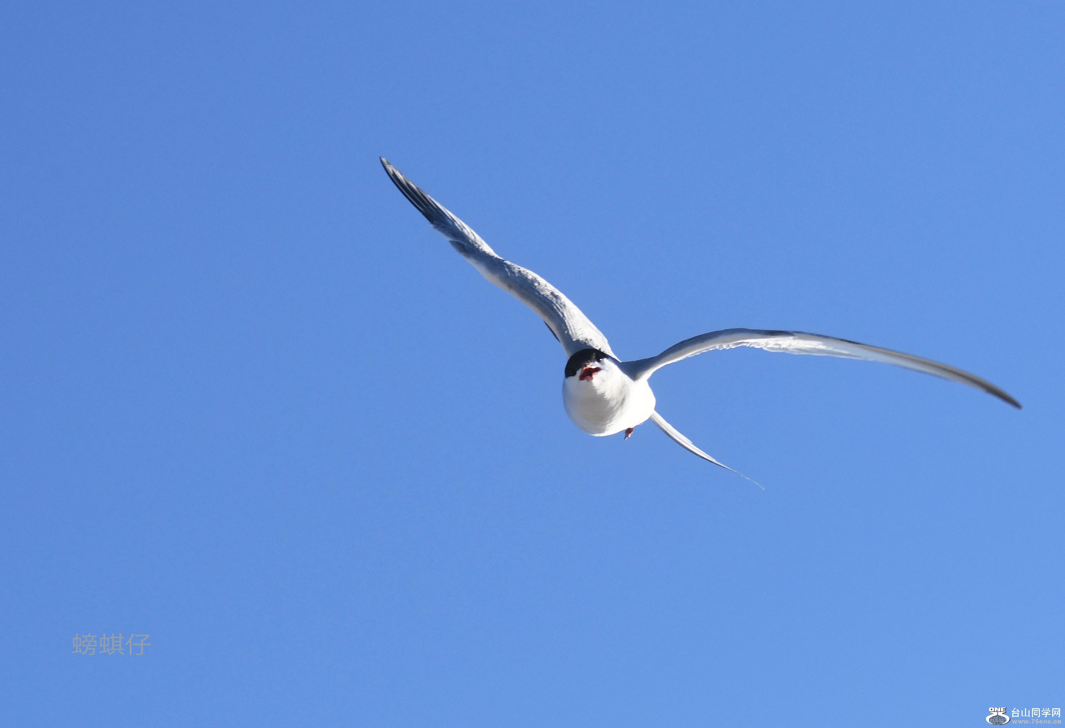 DSC_001235006.jpg