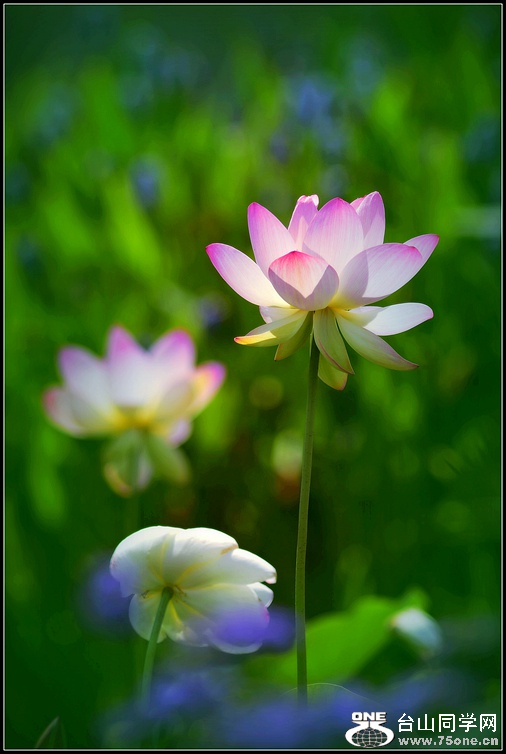DSC_8732.jpg