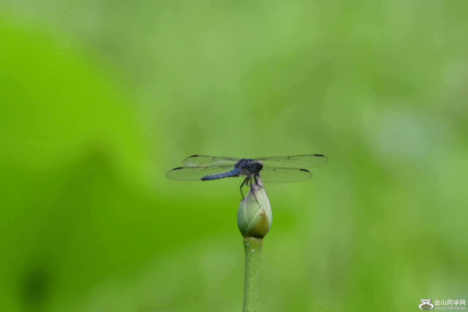 DSC_7291.JPG