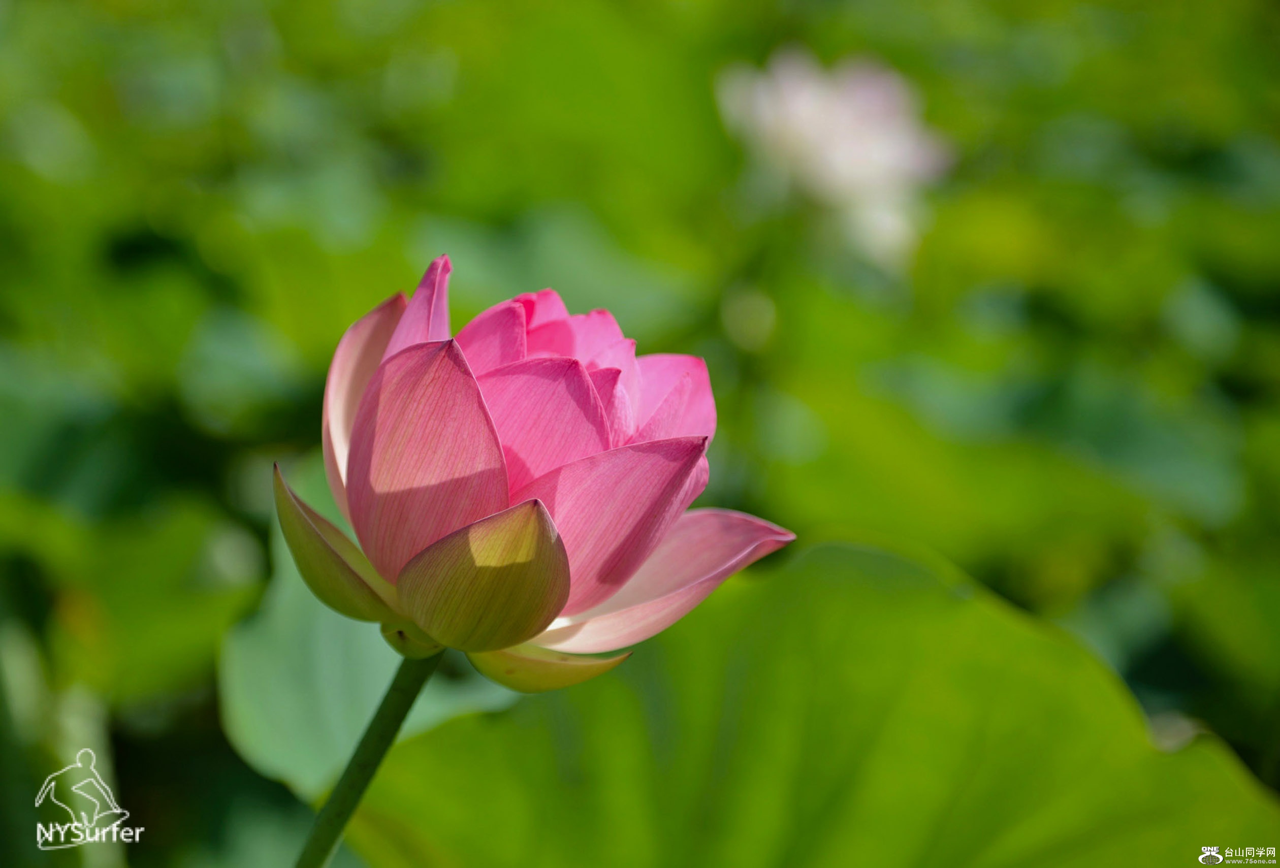 DSC_61212.jpg