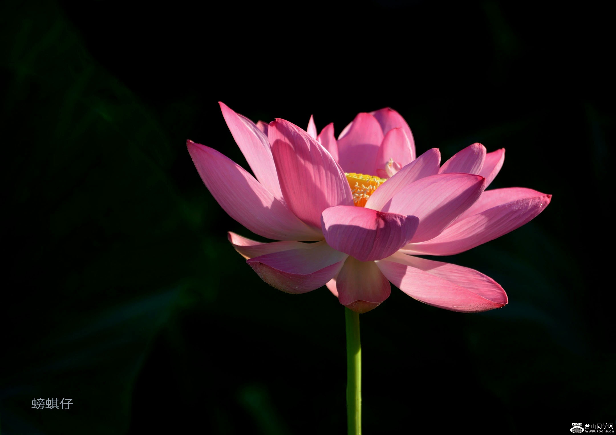 DSC_001238001.jpg