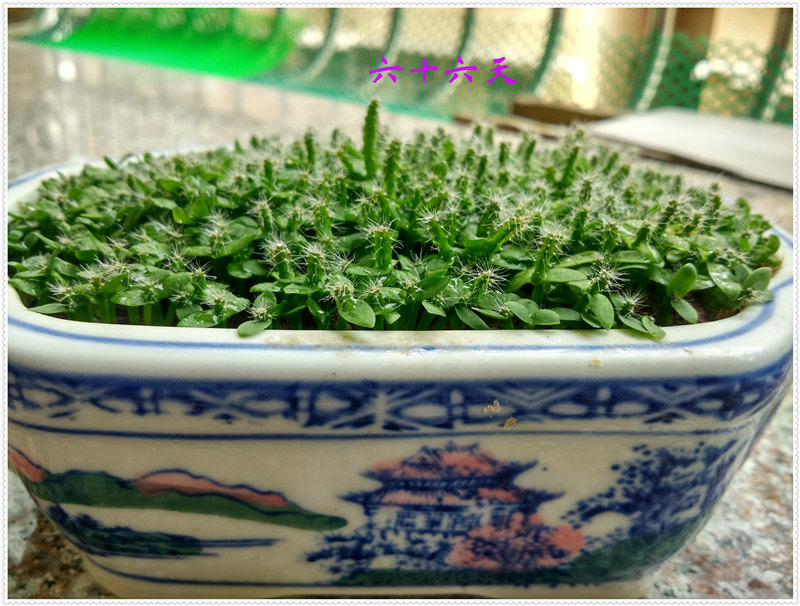 21IMG_20170725_151235_HDR .jpg