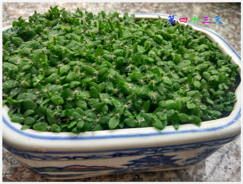 14.1IMG_20170703_153633_HDR .jpg