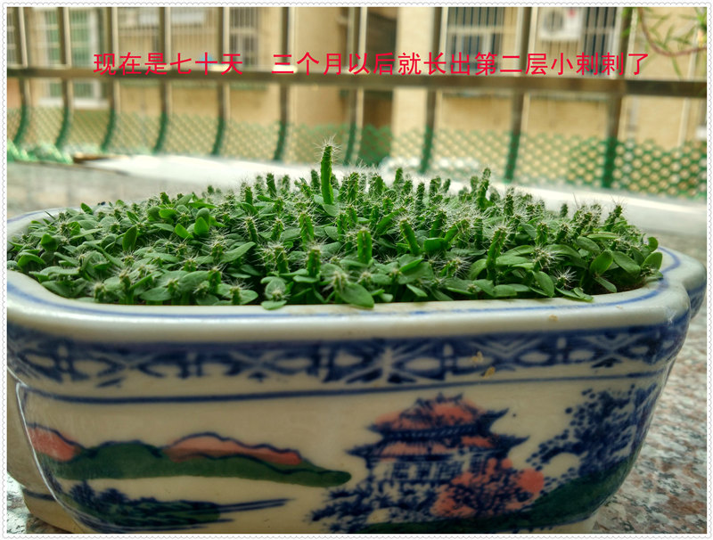 23IMG_20170801_100836_HDR .jpg