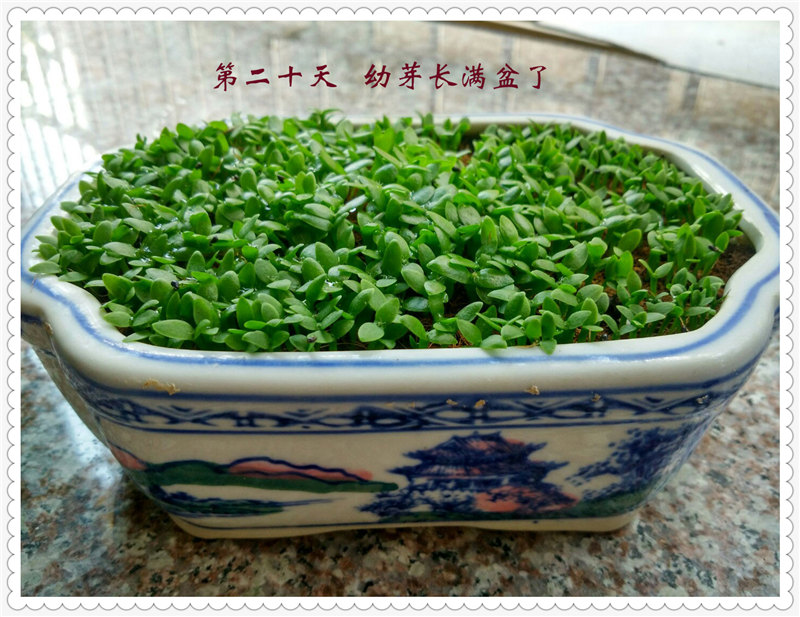 8IMG_20170611_103315_HDR .jpg