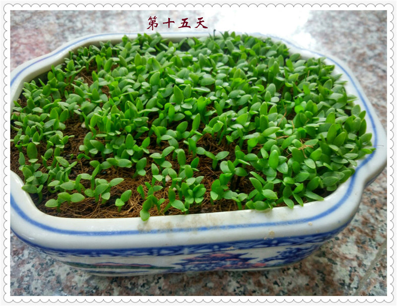 7IMG_20170606_122049_HDR .jpg