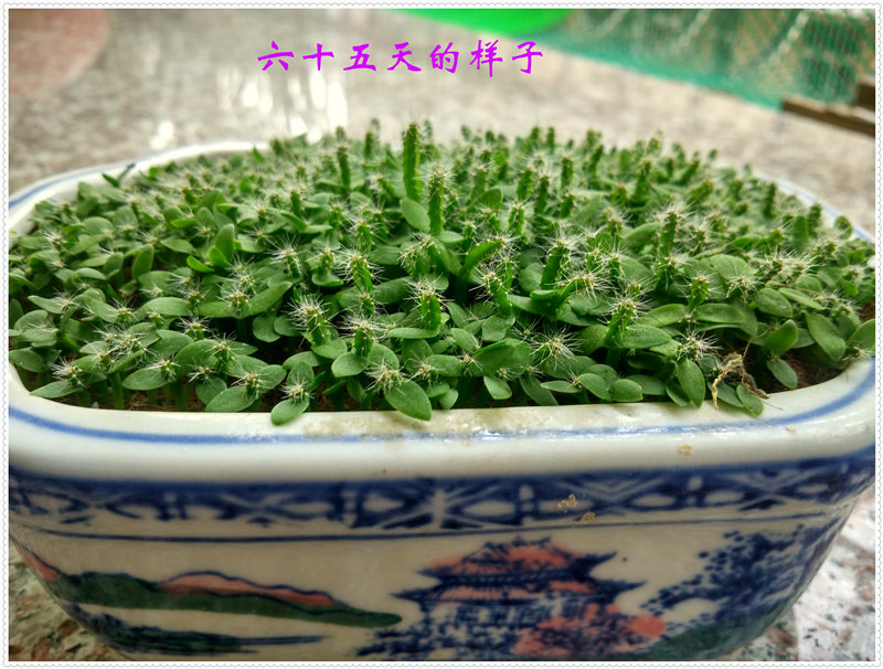 20IMG_20170723_093606_HDR .jpg