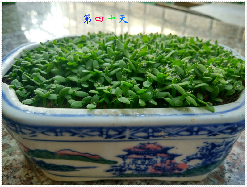 13.1IMG_20170701_070336_HDR .jpg