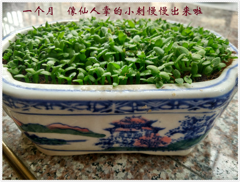 10.2IMG_20170620_154717_HDR .jpg