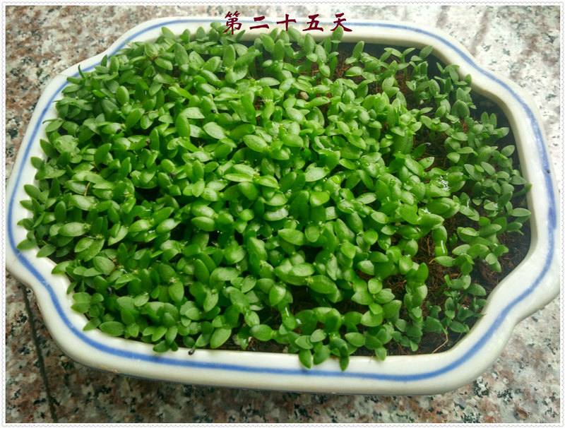 9IMG_20170617_130130_HDR .jpg