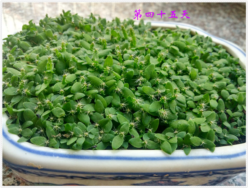 15.1IMG_20170704_152332_HDR .jpg