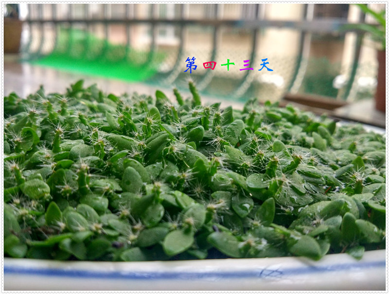 14.4IMG_20170703_153835_HDR .jpg