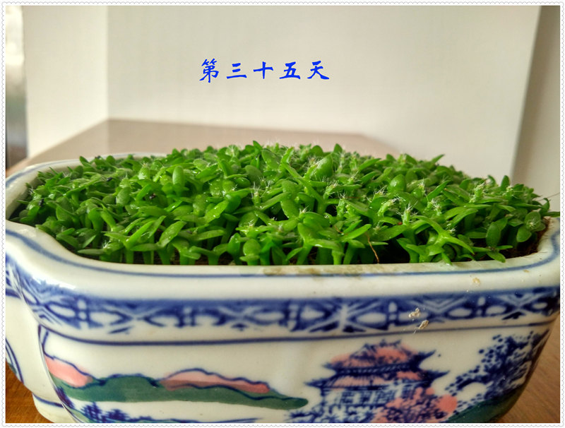 12.2IMG_20170625_174203_HDR .jpg